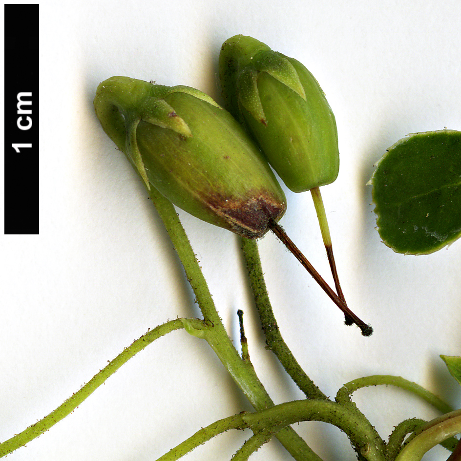 High resolution image: Family: Ericaceae - Genus: Enkianthus - Taxon: campanulatus