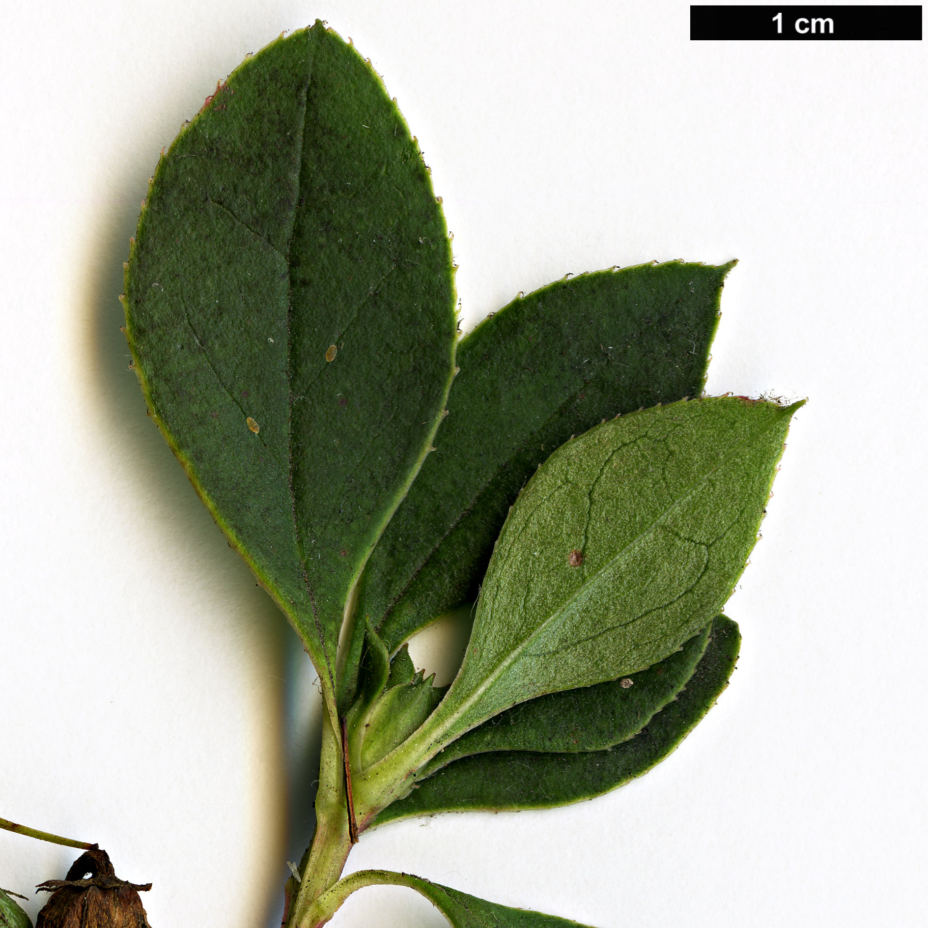 High resolution image: Family: Ericaceae - Genus: Enkianthus - Taxon: deflexus