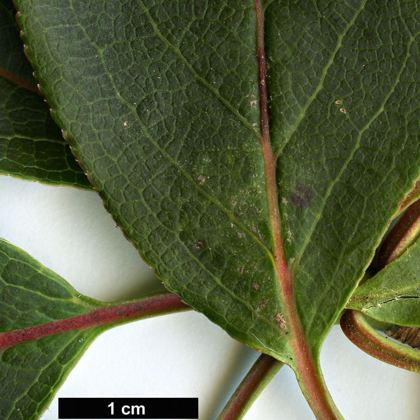 High resolution image: Family: Ericaceae - Genus: Enkianthus - Taxon: serrulatus