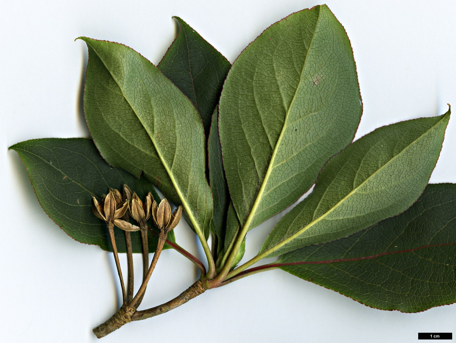 High resolution image: Family: Ericaceae - Genus: Enkianthus - Taxon: serrulatus