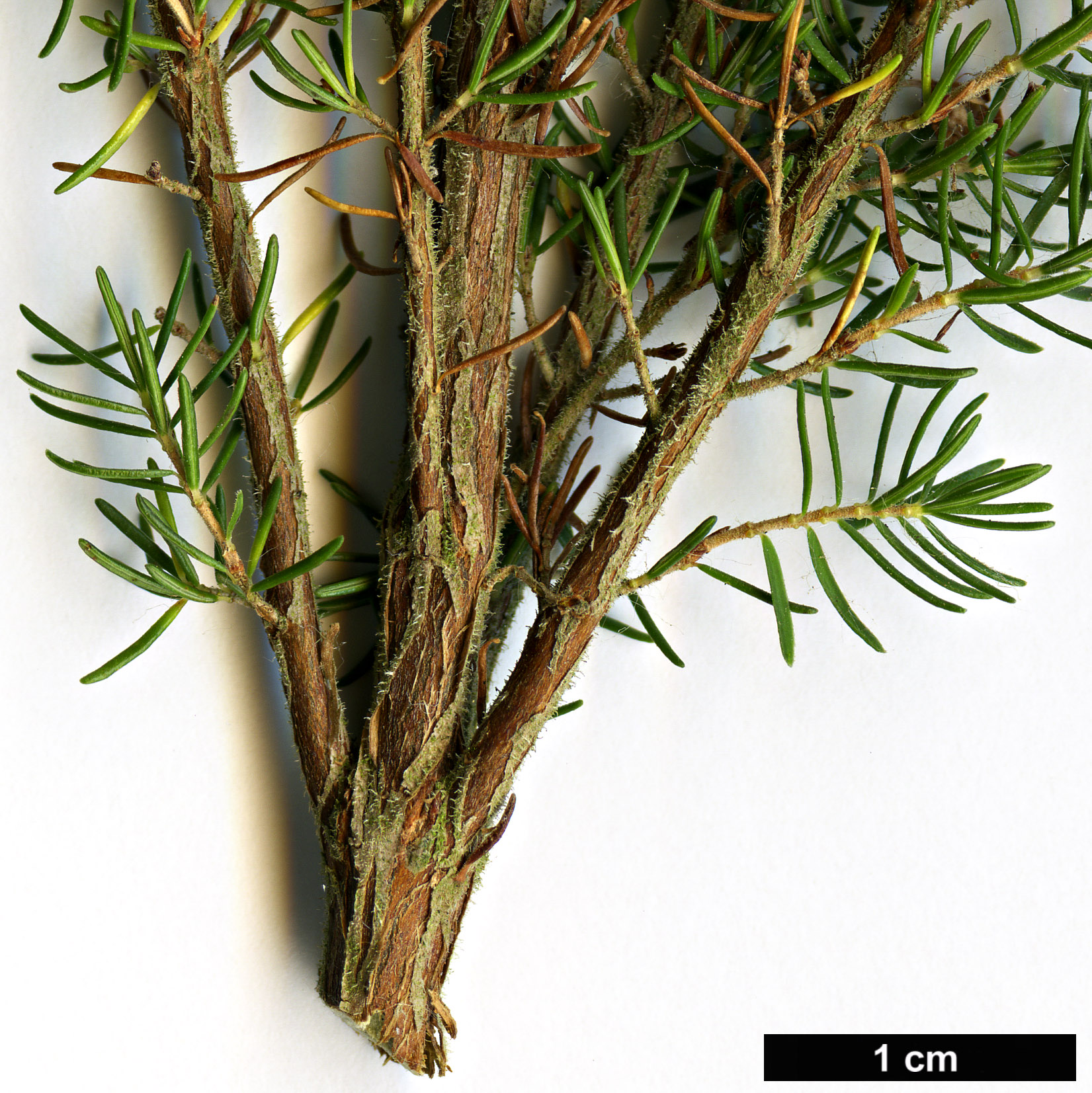 High resolution image: Family: Ericaceae - Genus: Erica - Taxon: arborea