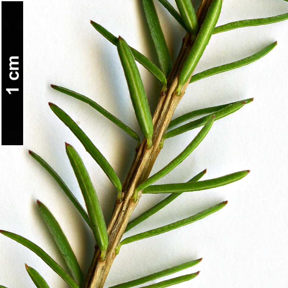 High resolution image: Family: Ericaceae - Genus: Erica - Taxon: carnea