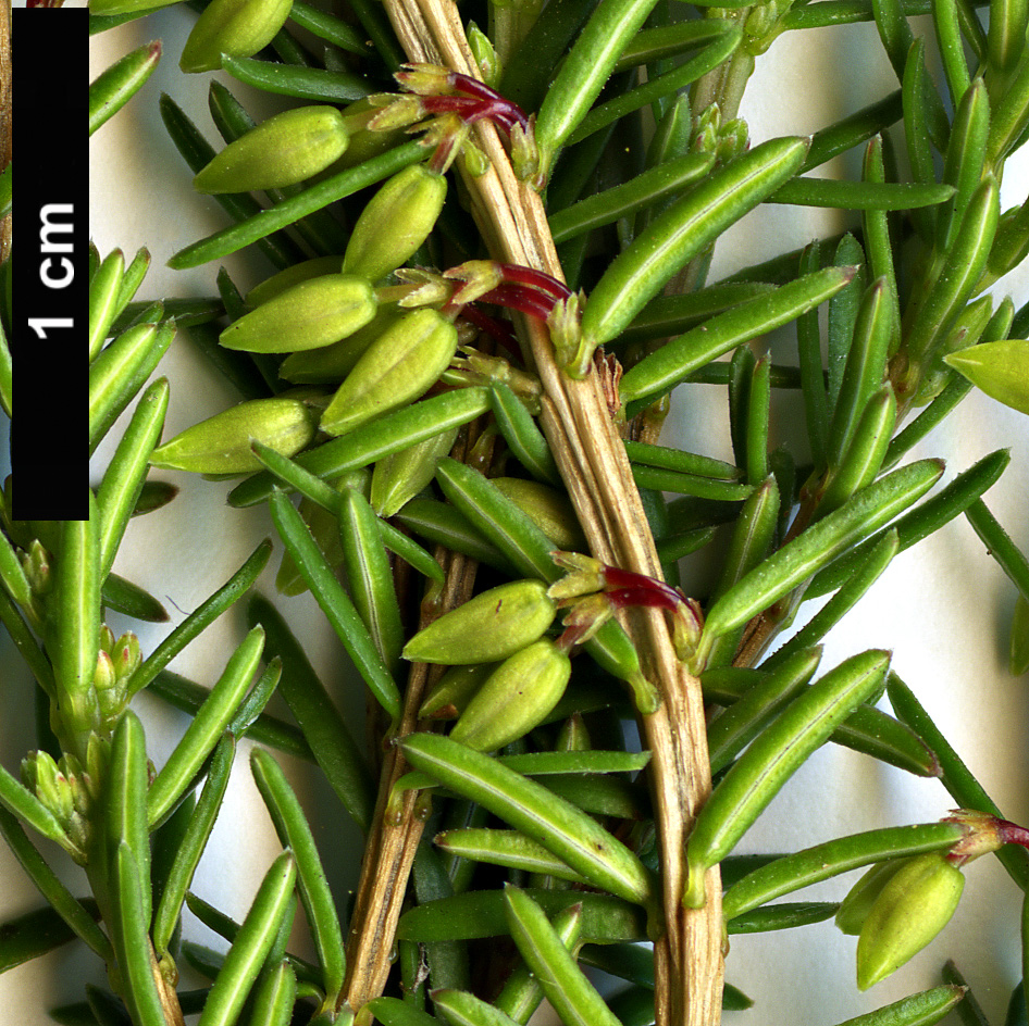 High resolution image: Family: Ericaceae - Genus: Erica - Taxon: carnea