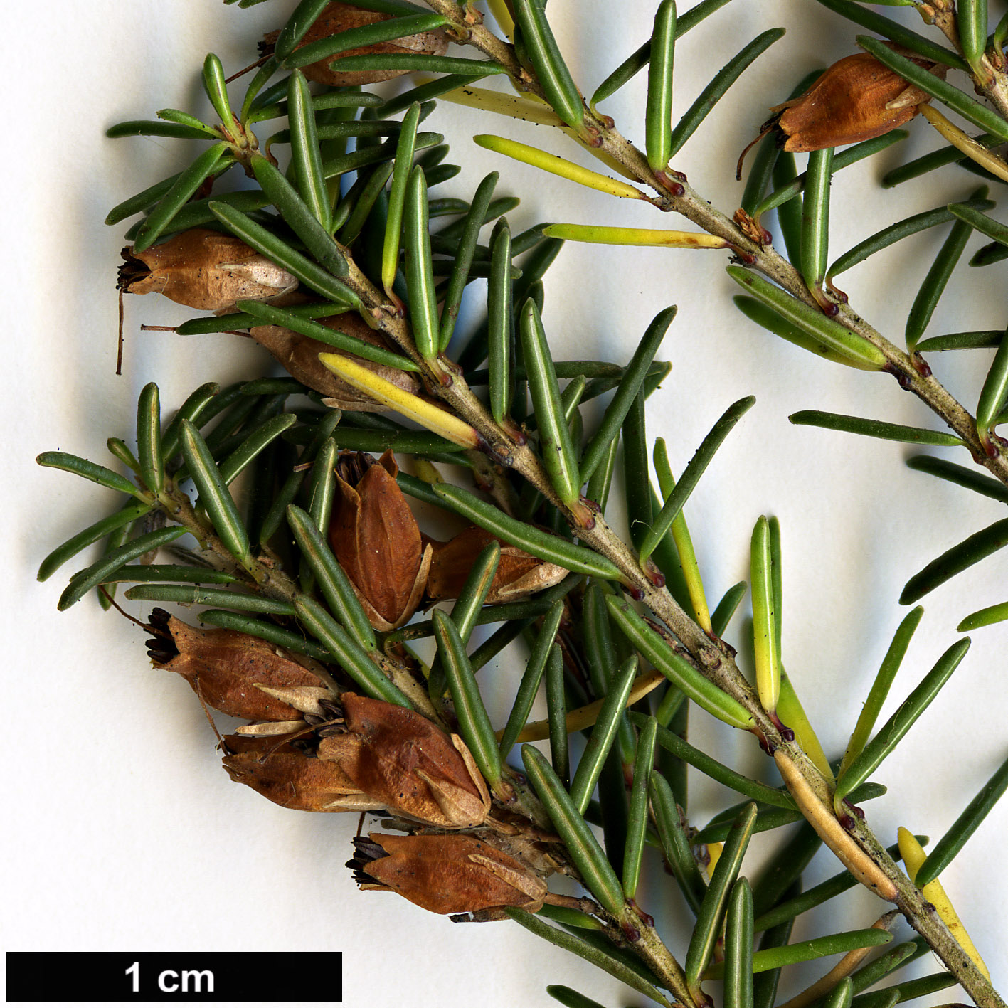 High resolution image: Family: Ericaceae - Genus: Erica - Taxon: erigena