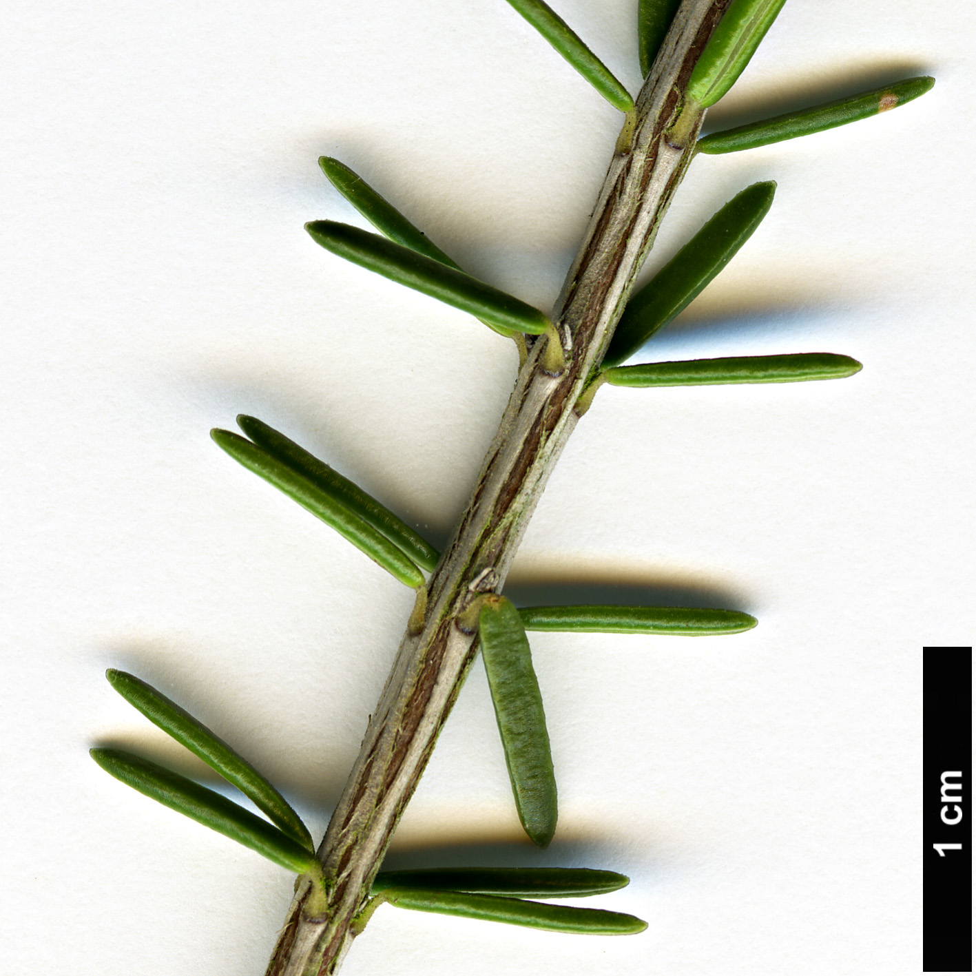 High resolution image: Family: Ericaceae - Genus: Erica - Taxon: multiflora