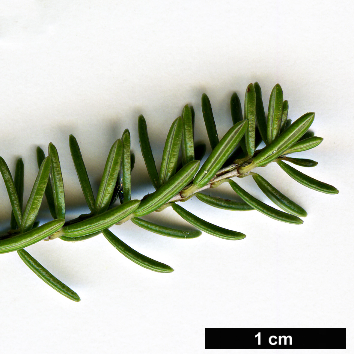 High resolution image: Family: Ericaceae - Genus: Erica - Taxon: multiflora