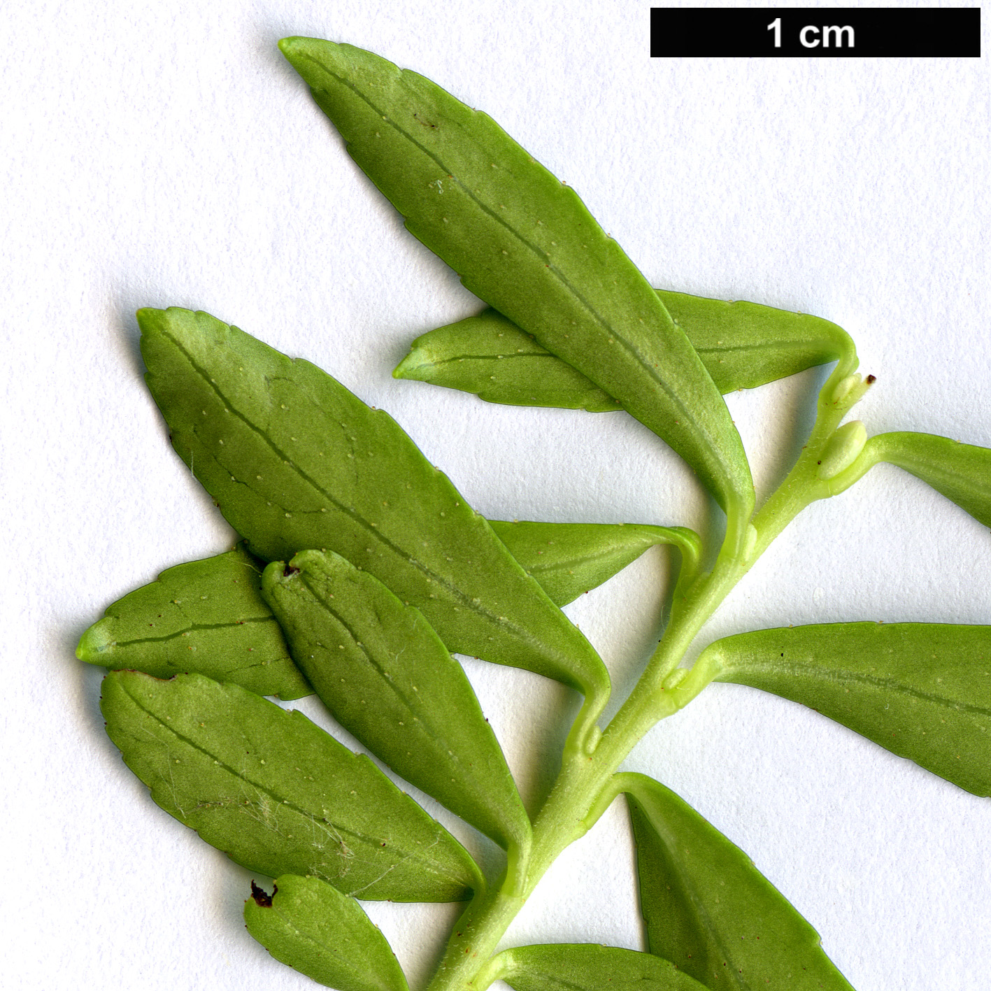 High resolution image: Family: Ericaceae - Genus: Gaultheria - Taxon: cuneata