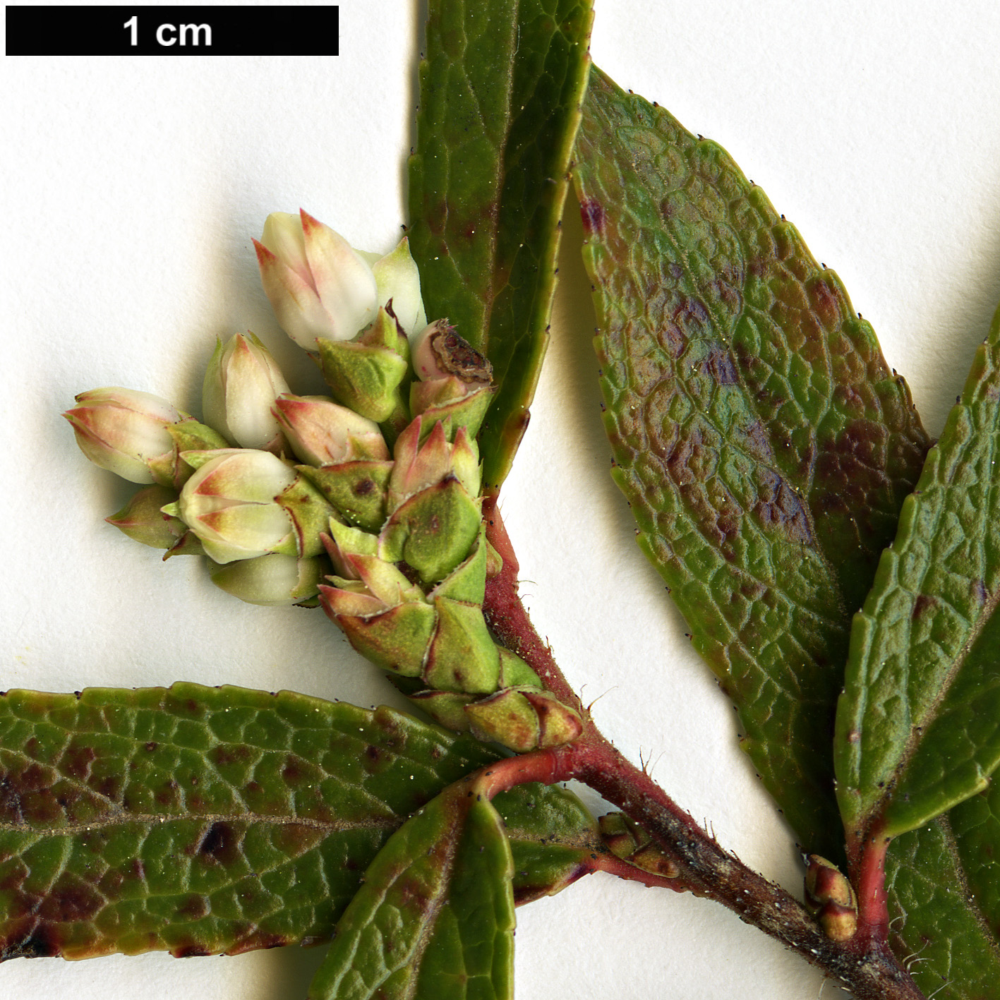 High resolution image: Family: Ericaceae - Genus: Gaultheria - Taxon: hispida