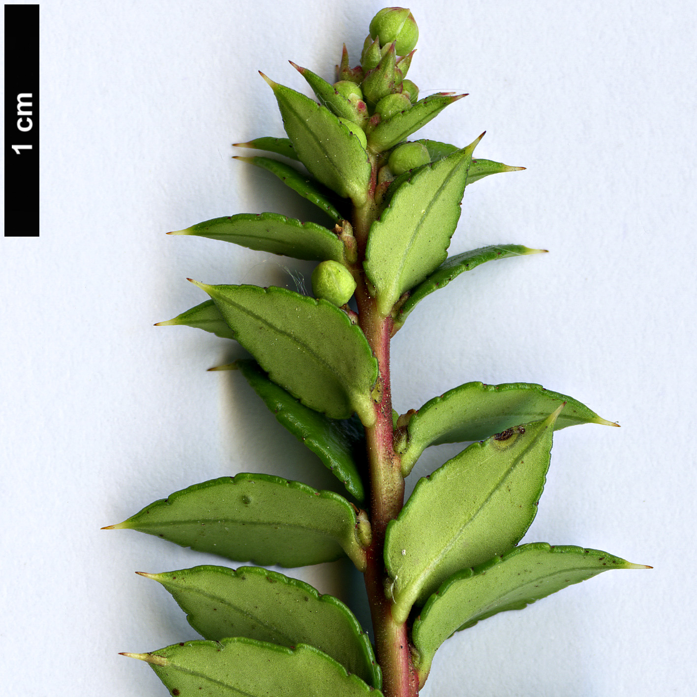 High resolution image: Family: Ericaceae - Genus: Gaultheria - Taxon: mucronata