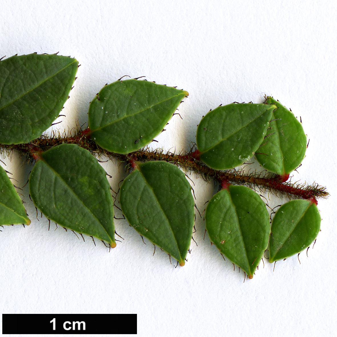 High resolution image: Family: Ericaceae - Genus: Gaultheria - Taxon: nummularioides