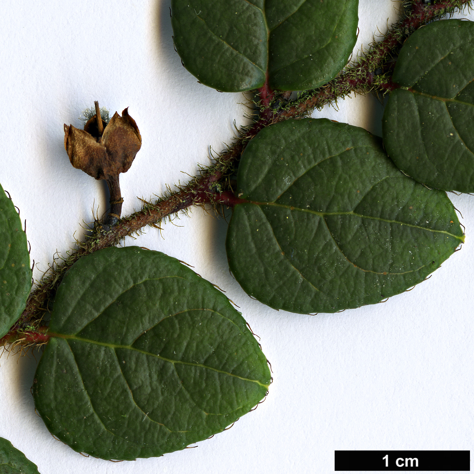 High resolution image: Family: Ericaceae - Genus: Gaultheria - Taxon: nummularioides