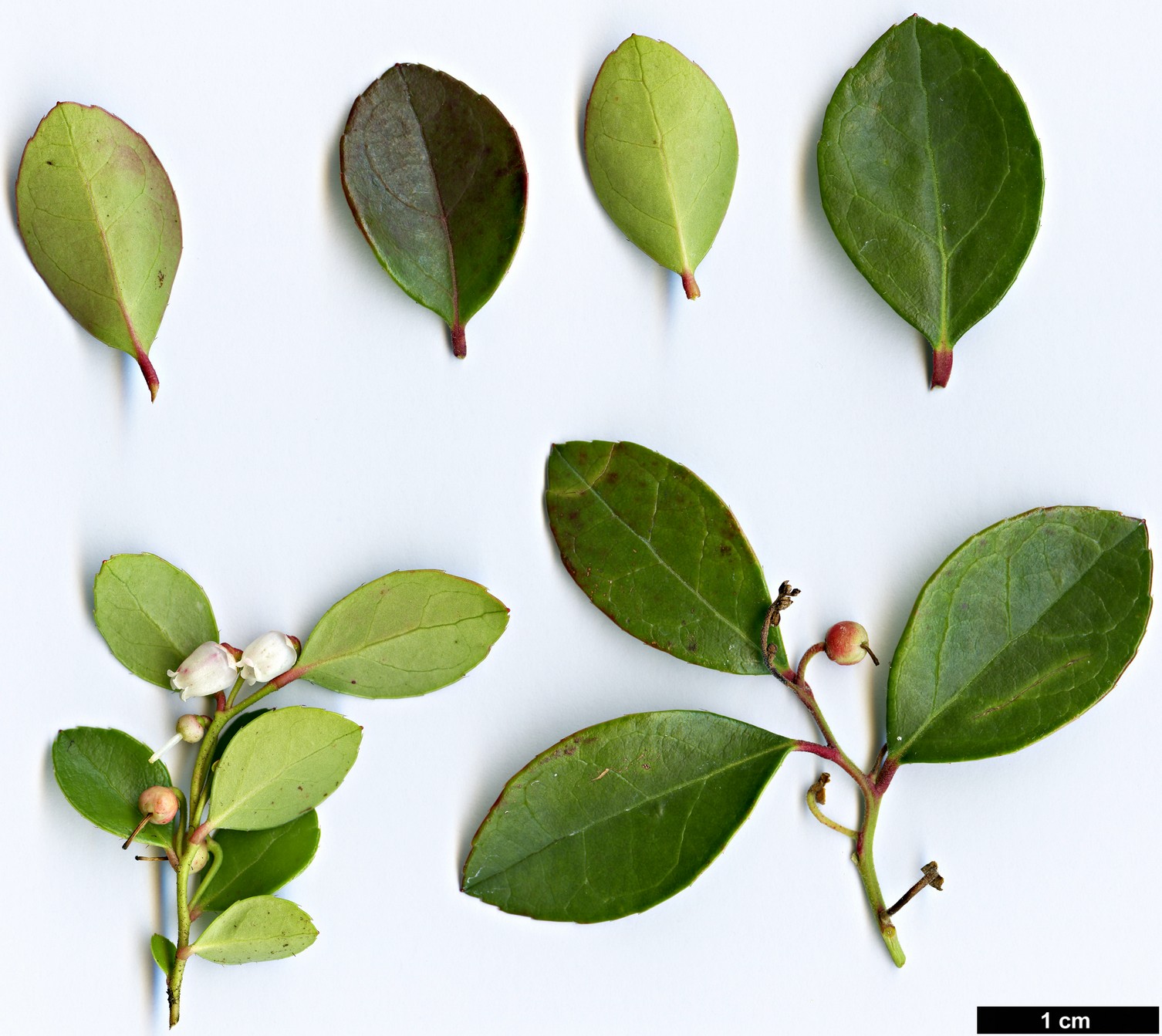 High resolution image: Family: Ericaceae - Genus: Gaultheria - Taxon: procumbens