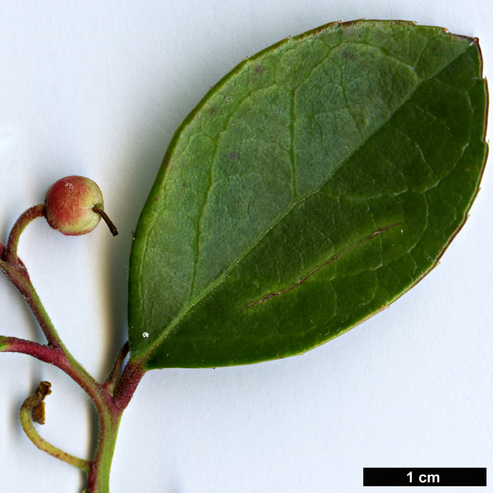 High resolution image: Family: Ericaceae - Genus: Gaultheria - Taxon: procumbens