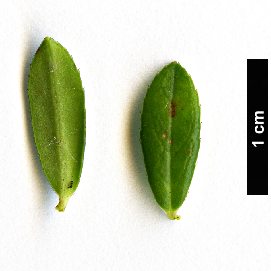 High resolution image: Family: Ericaceae - Genus: Gaultheria - Taxon: sinensis