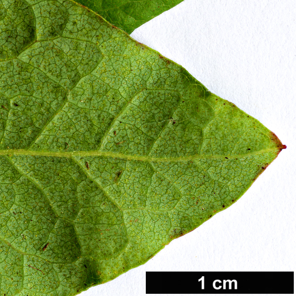 High resolution image: Family: Ericaceae - Genus: Gaylussacia - Taxon: baccata