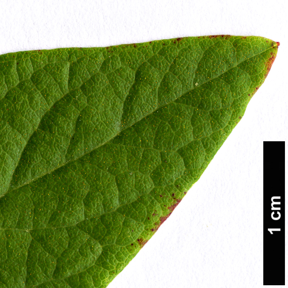 High resolution image: Family: Ericaceae - Genus: Gaylussacia - Taxon: baccata