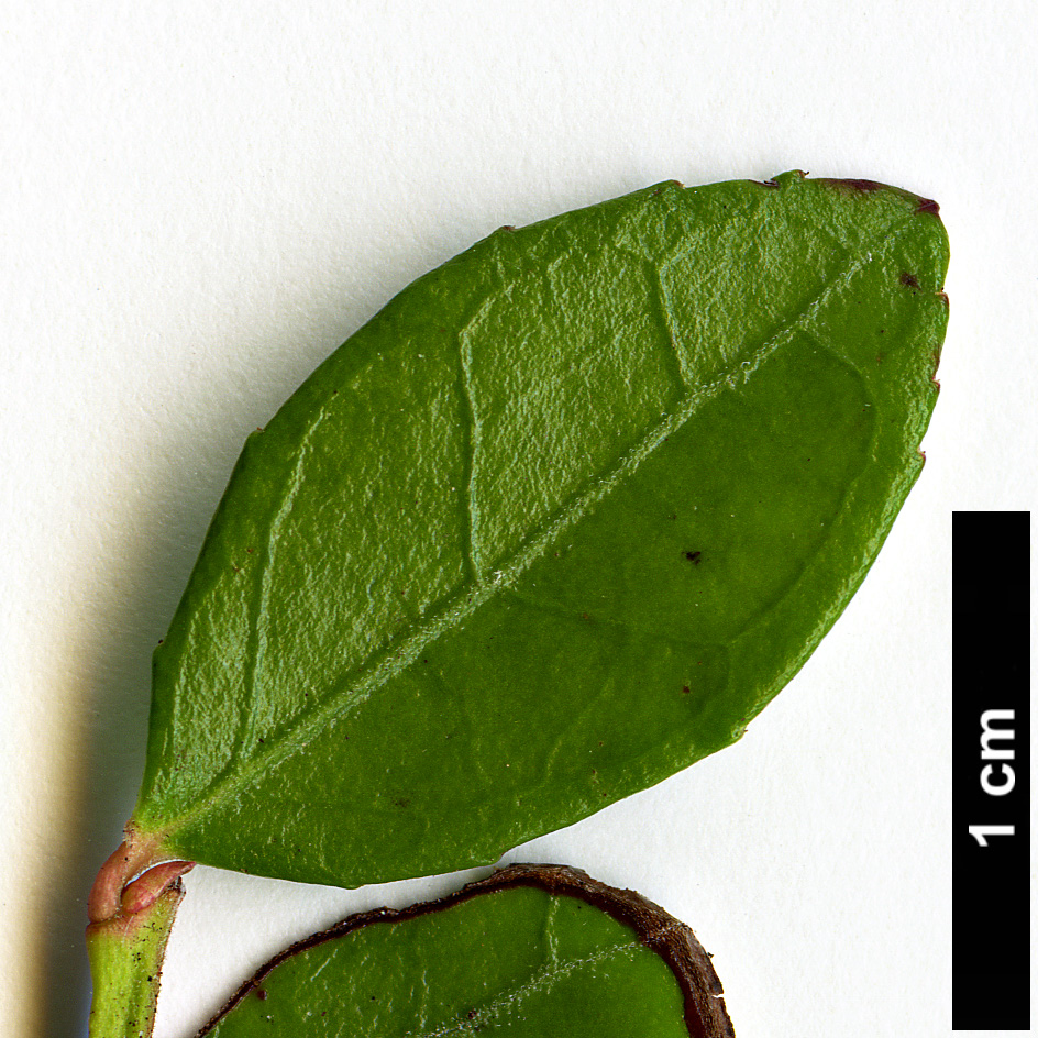 High resolution image: Family: Ericaceae - Genus: Gaylussacia - Taxon: brachycera