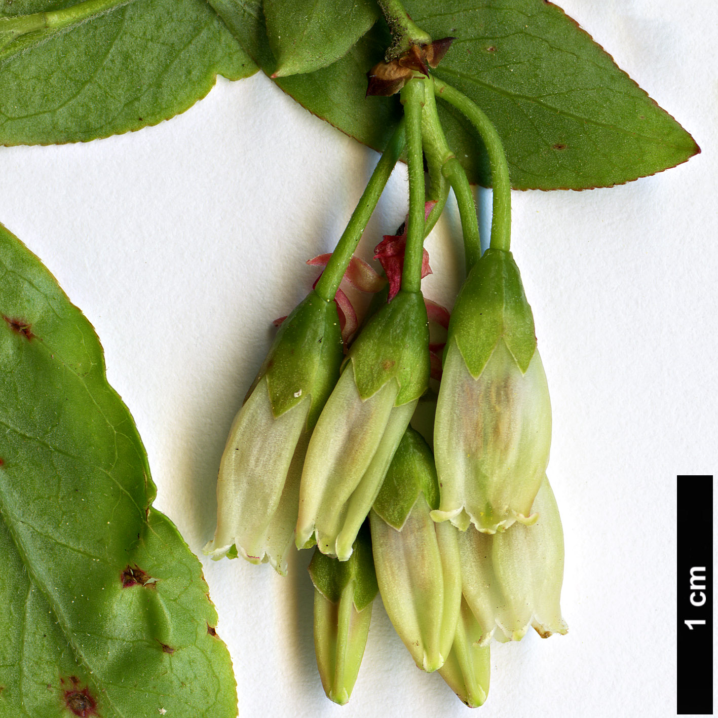 High resolution image: Family: Ericaceae - Genus: Gaylussacia - Taxon: ursina