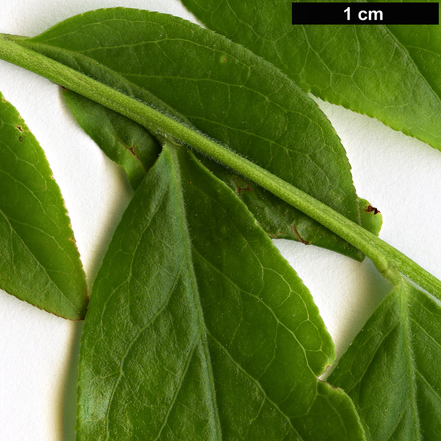 High resolution image: Family: Ericaceae - Genus: Gaylussacia - Taxon: ursina