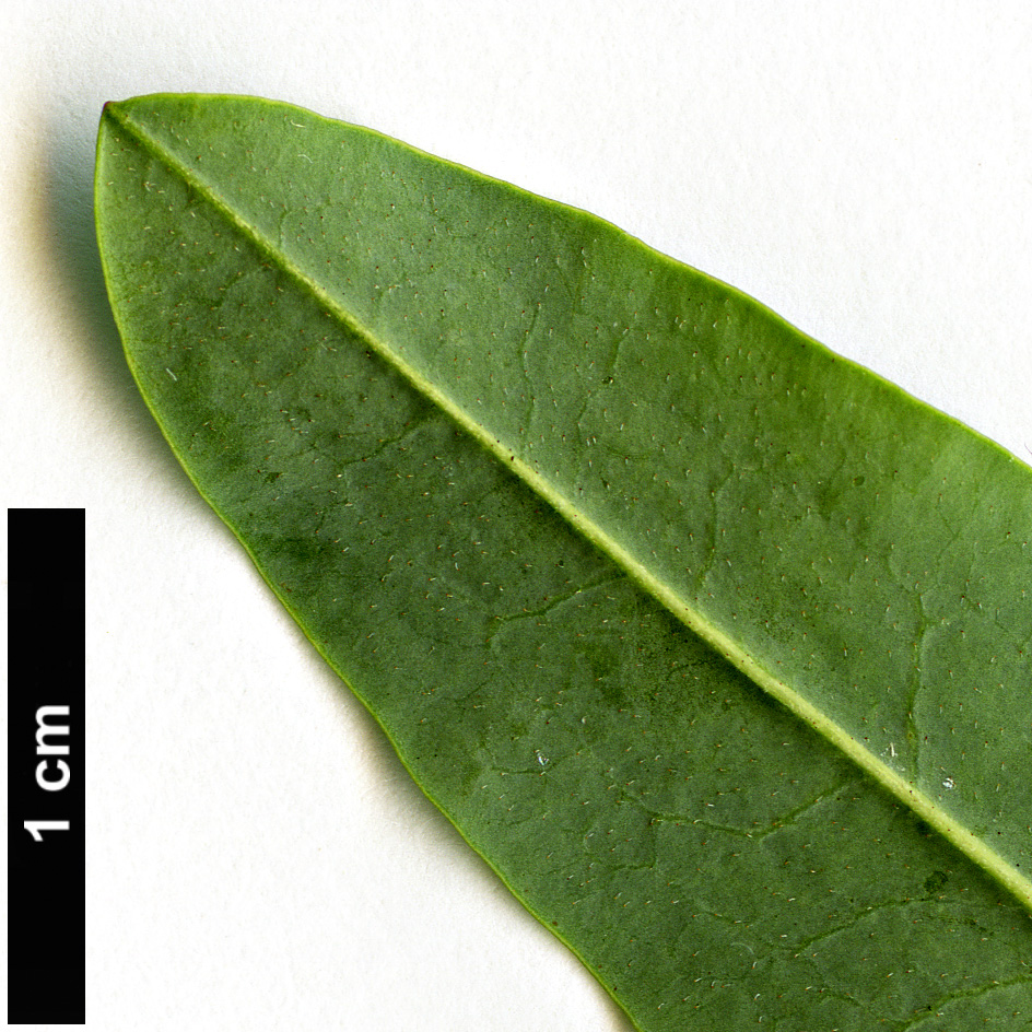 High resolution image: Family: Ericaceae - Genus: Kalmia - Taxon: angustifolia