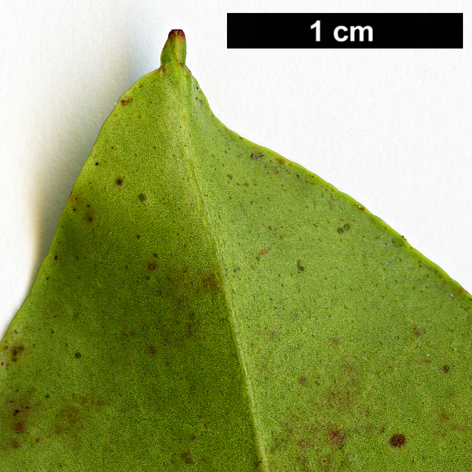 High resolution image: Family: Ericaceae - Genus: Kalmia - Taxon: latifolia