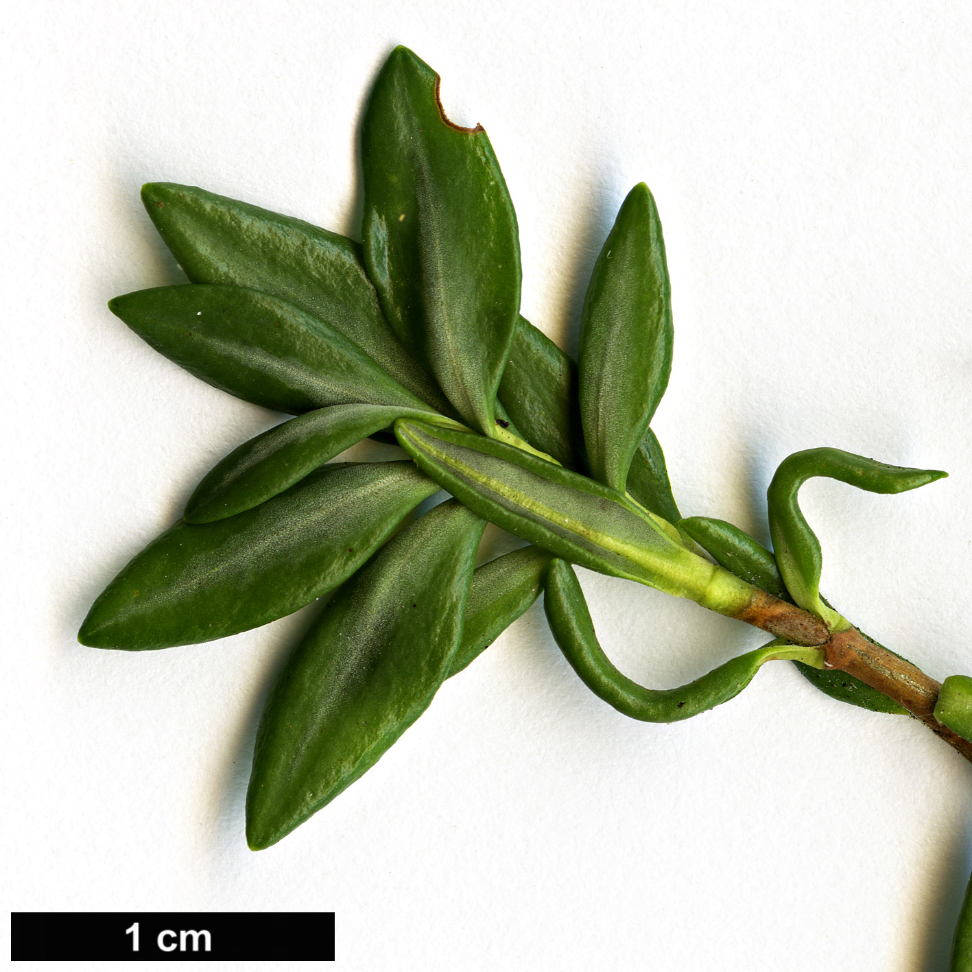 High resolution image: Family: Ericaceae - Genus: Kalmia - Taxon: microphylla
