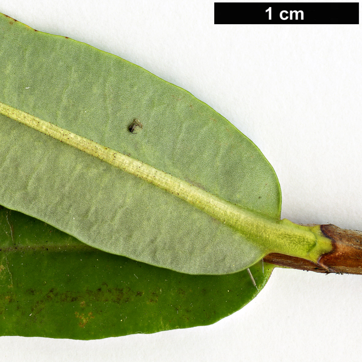 High resolution image: Family: Ericaceae - Genus: Kalmia - Taxon: polifolia