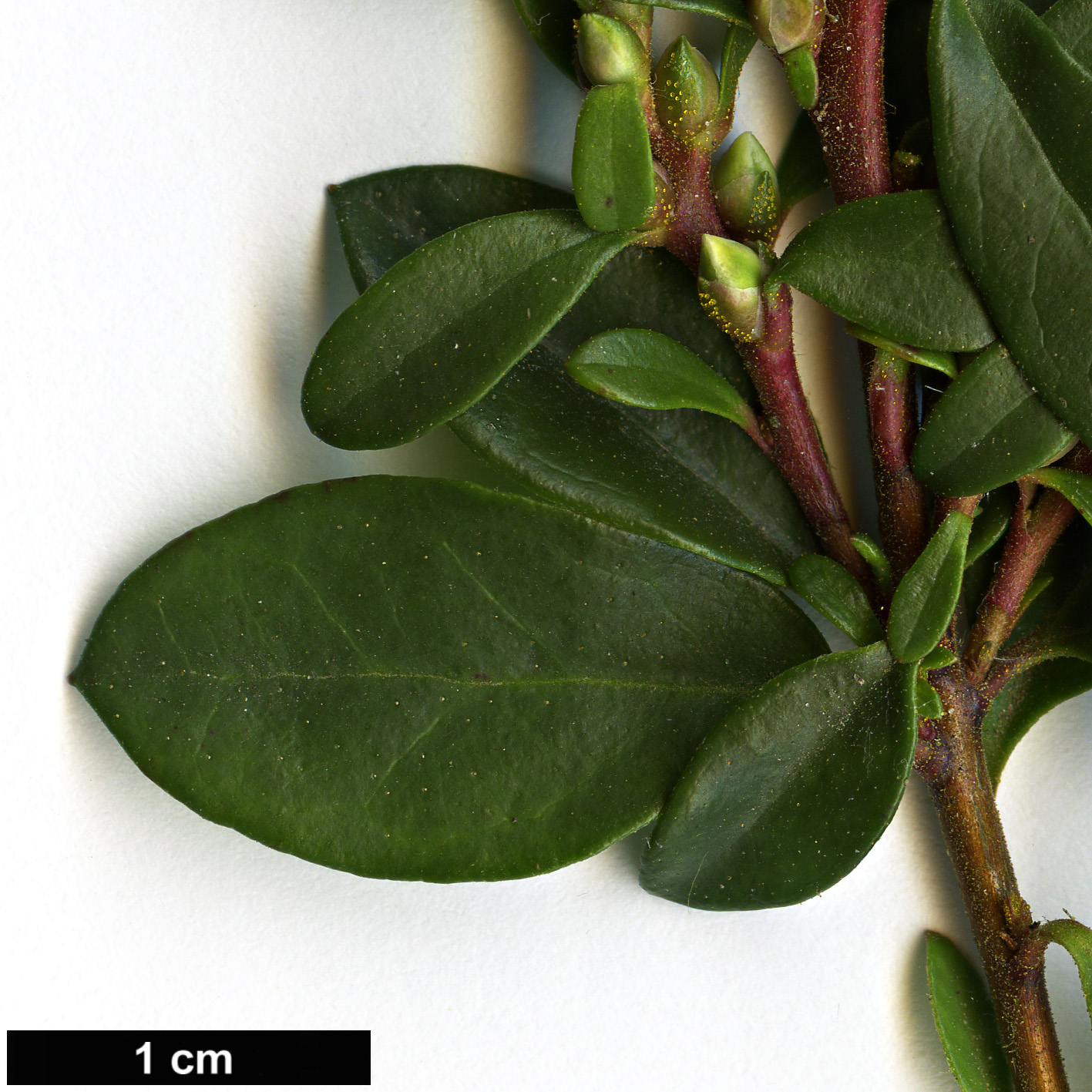 High resolution image: Family: Ericaceae - Genus: Kalmiopsis - Taxon: leachiana