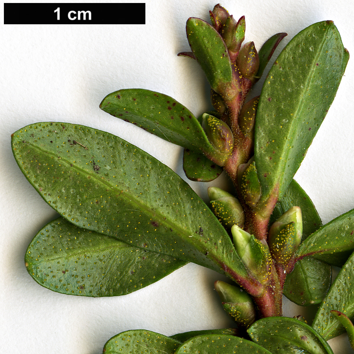 High resolution image: Family: Ericaceae - Genus: Kalmiopsis - Taxon: leachiana
