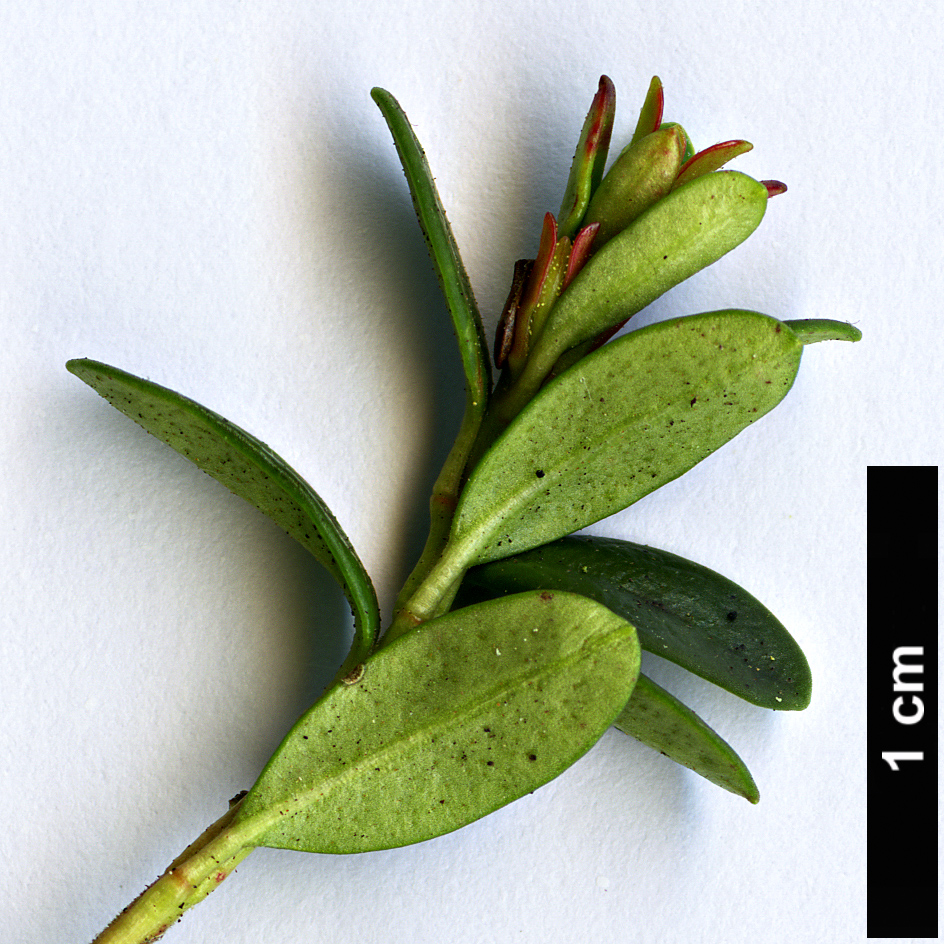 High resolution image: Family: Ericaceae - Genus: Leiophyllum - Taxon: buxifolium