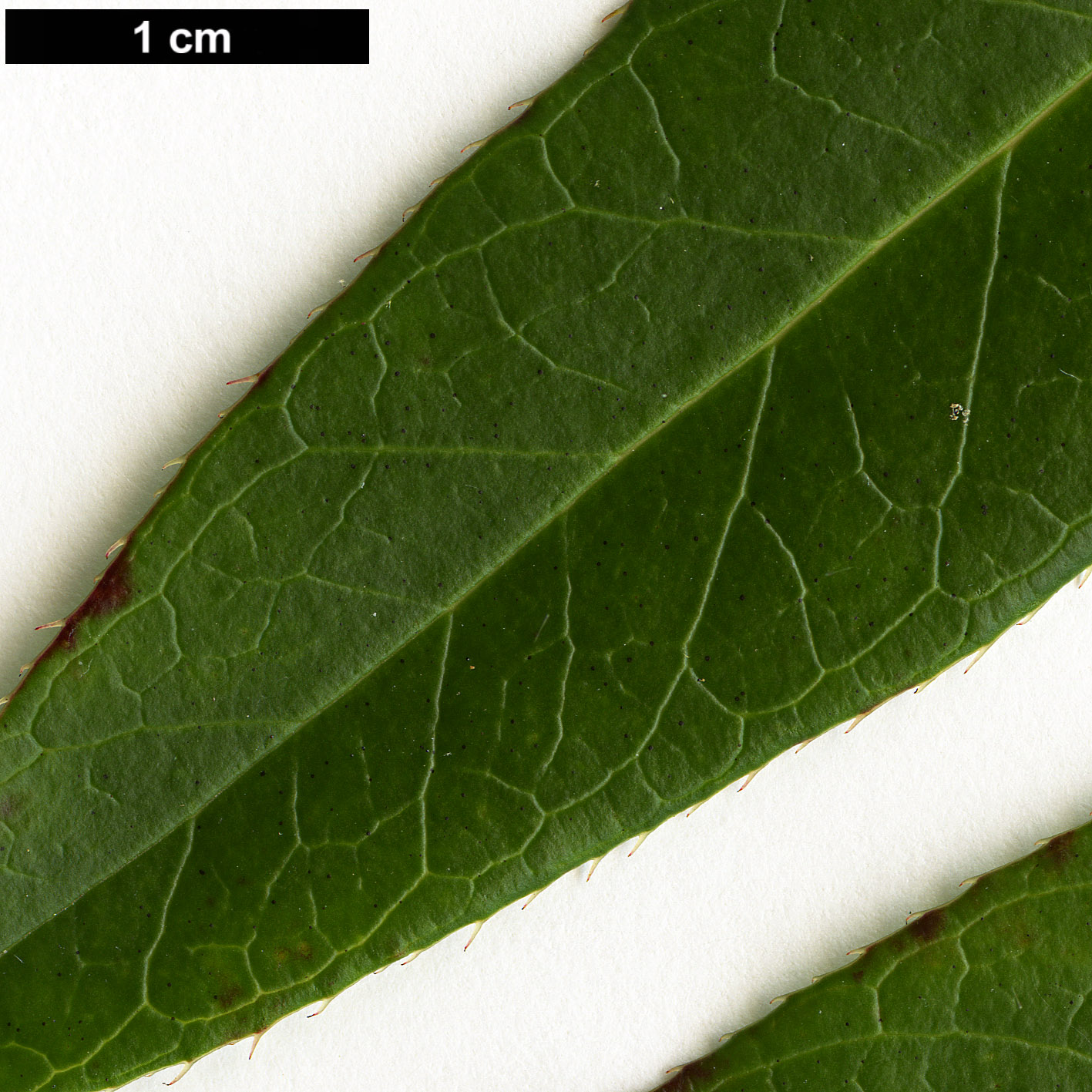 High resolution image: Family: Ericaceae - Genus: Leucothoë - Taxon: fontanesiana