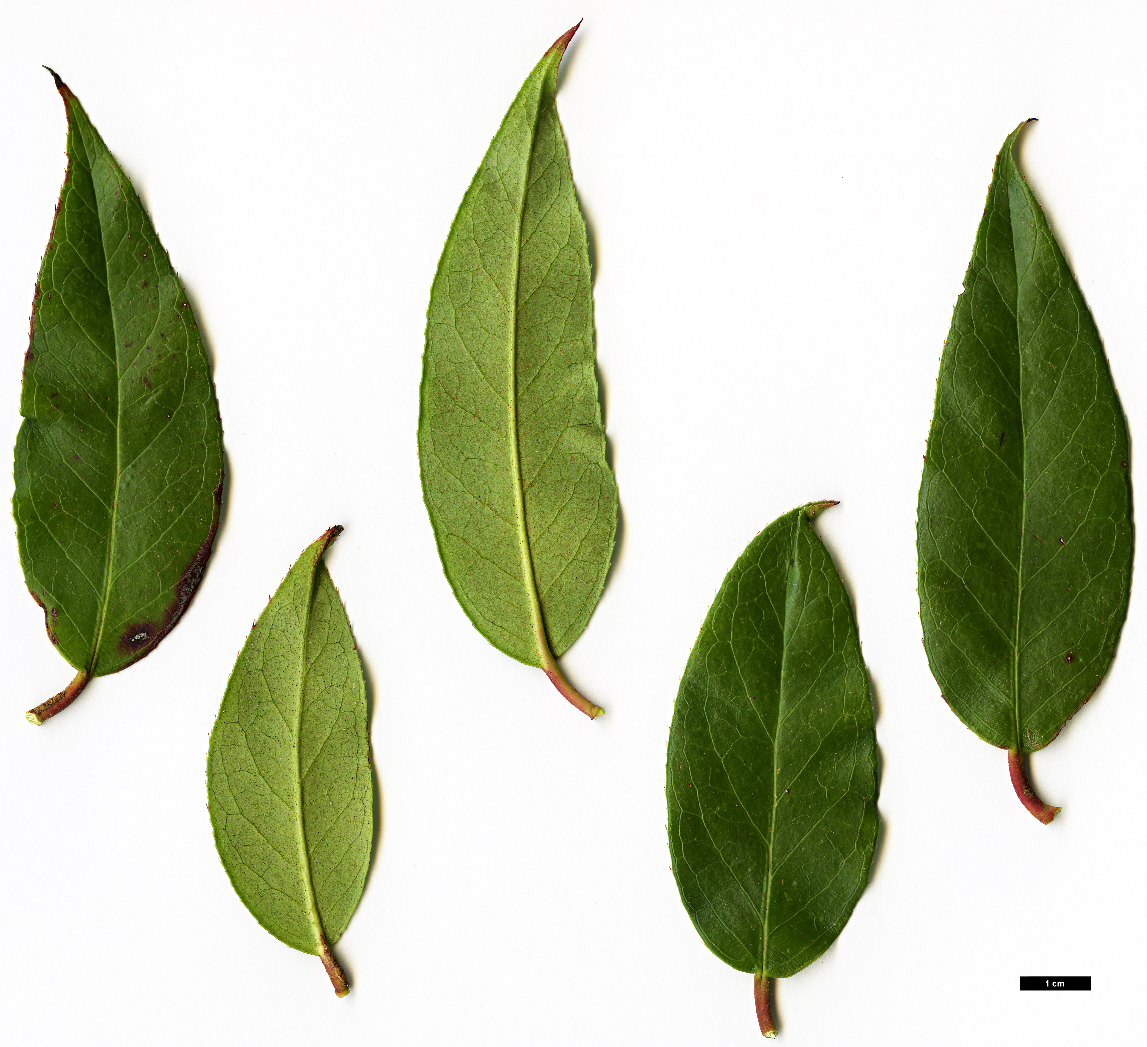 High resolution image: Family: Ericaceae - Genus: Leucothoë - Taxon: fontanesiana