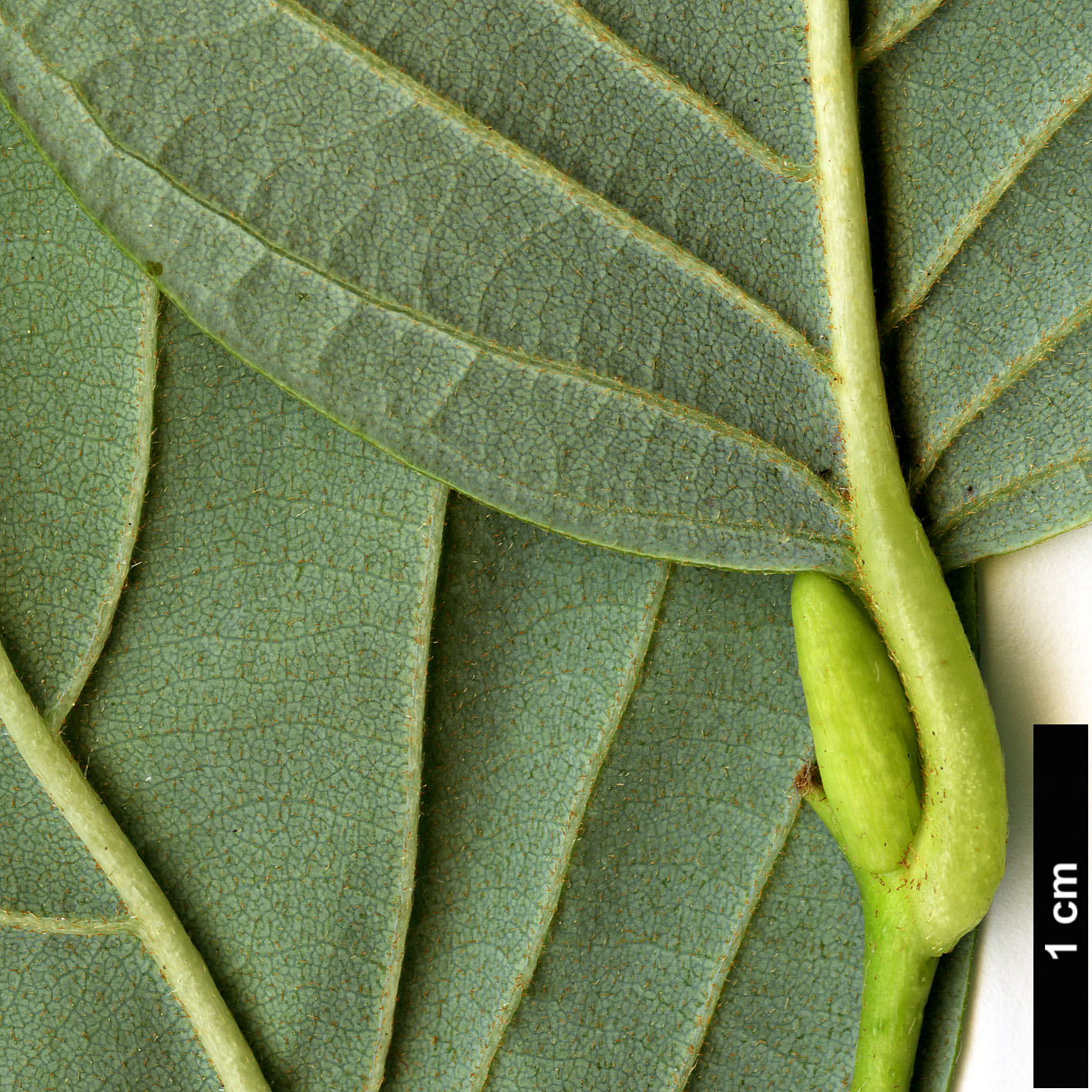 High resolution image: Family: Ericaceae - Genus: Lyonia - Taxon: ovalifolia