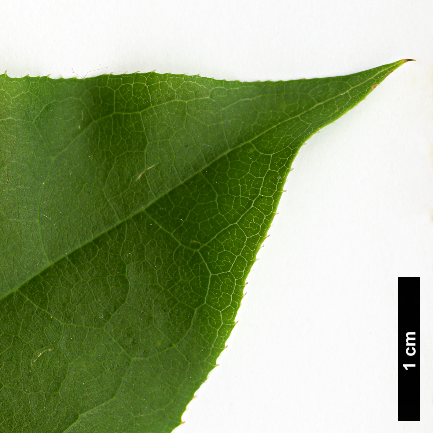 High resolution image: Family: Ericaceae - Genus: Oxydendrum - Taxon: arboreum