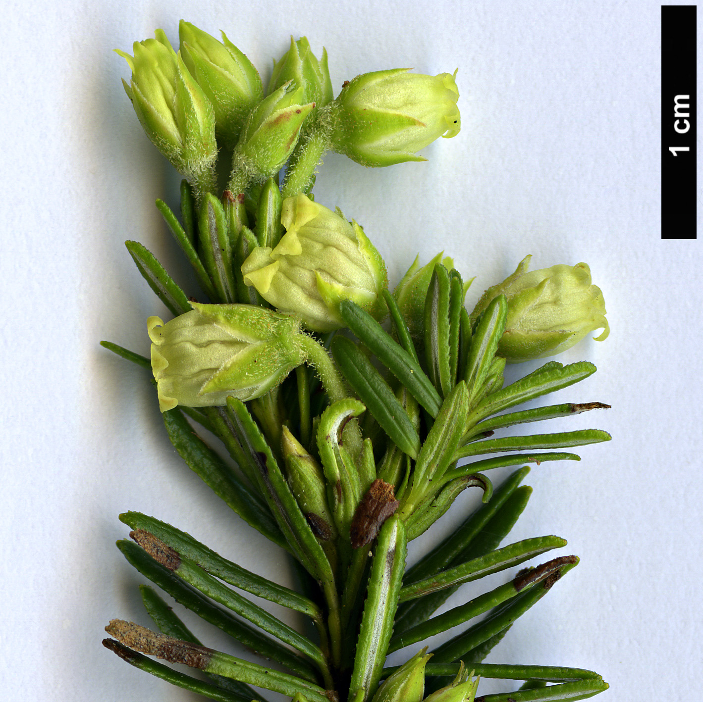 High resolution image: Family: Ericaceae - Genus: Phyllodoce - Taxon: aleutica