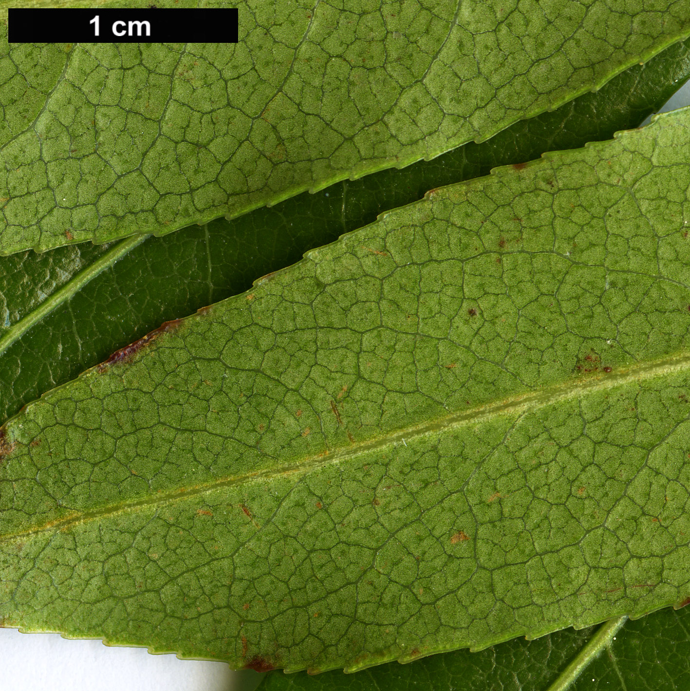 High resolution image: Family: Ericaceae - Genus: Pieris - Taxon: formosa