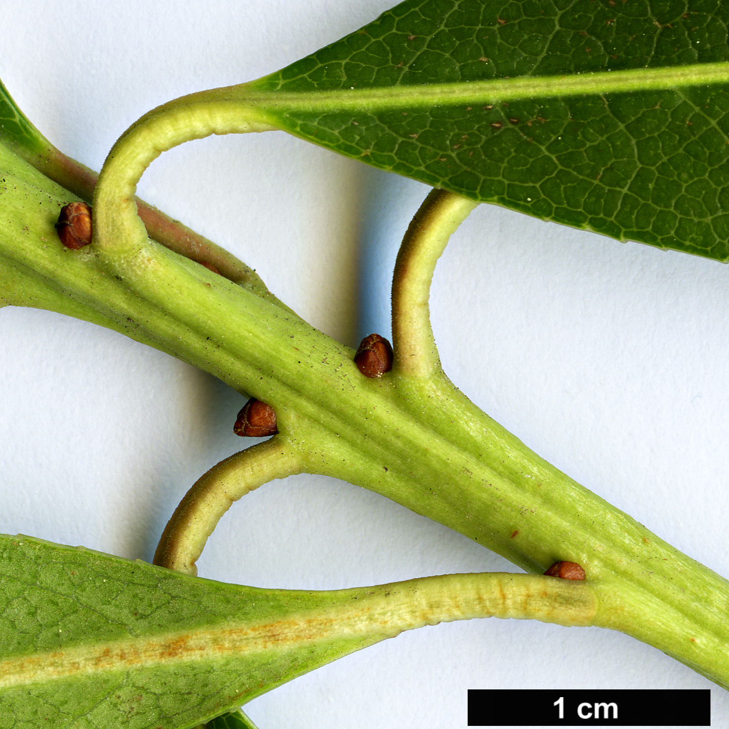 High resolution image: Family: Ericaceae - Genus: Pieris - Taxon: formosa