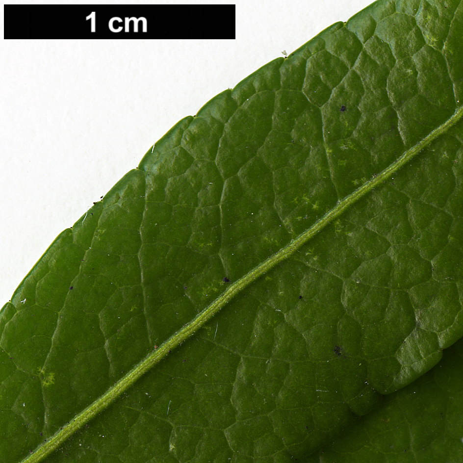 High resolution image: Family: Ericaceae - Genus: Pieris - Taxon: japonica