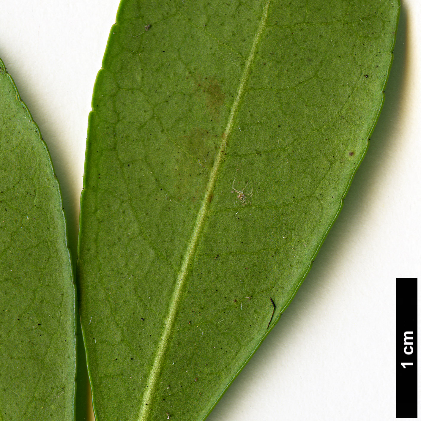 High resolution image: Family: Ericaceae - Genus: Pieris - Taxon: japonica