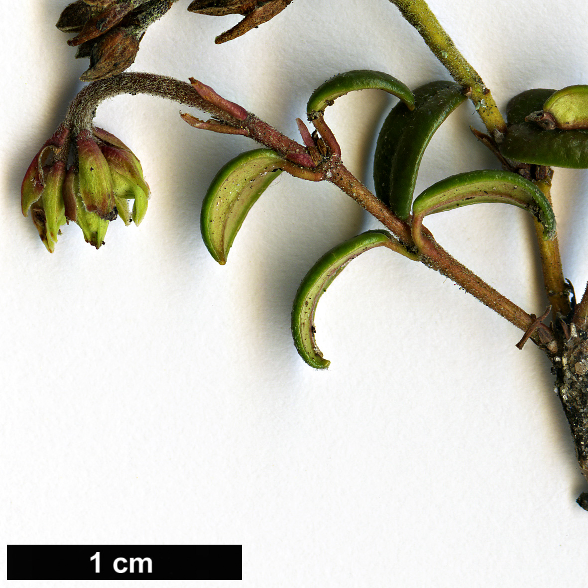 High resolution image: Family: Ericaceae - Genus: Pieris - Taxon: nana