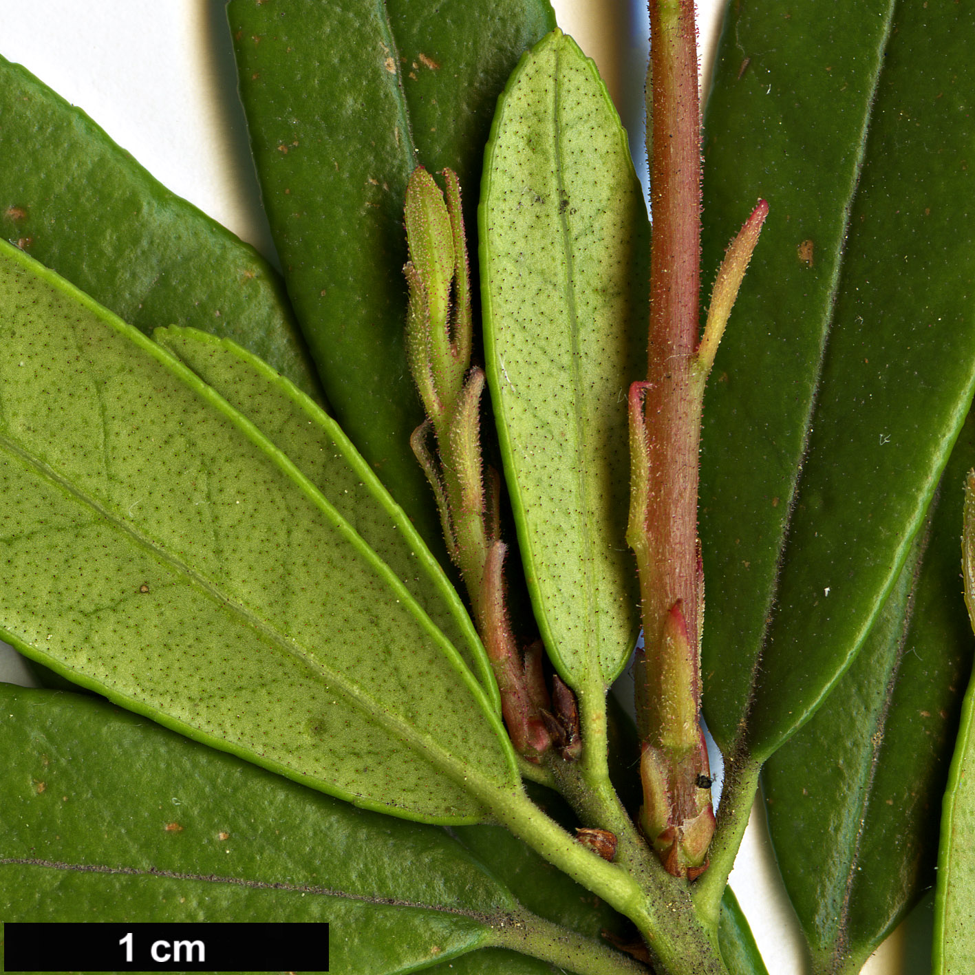 High resolution image: Family: Ericaceae - Genus: Pieris - Taxon: phillyreifolia