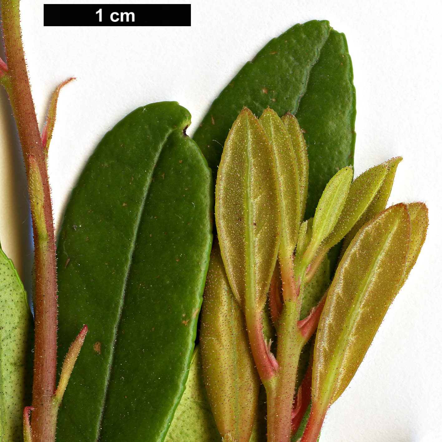 High resolution image: Family: Ericaceae - Genus: Pieris - Taxon: phillyreifolia
