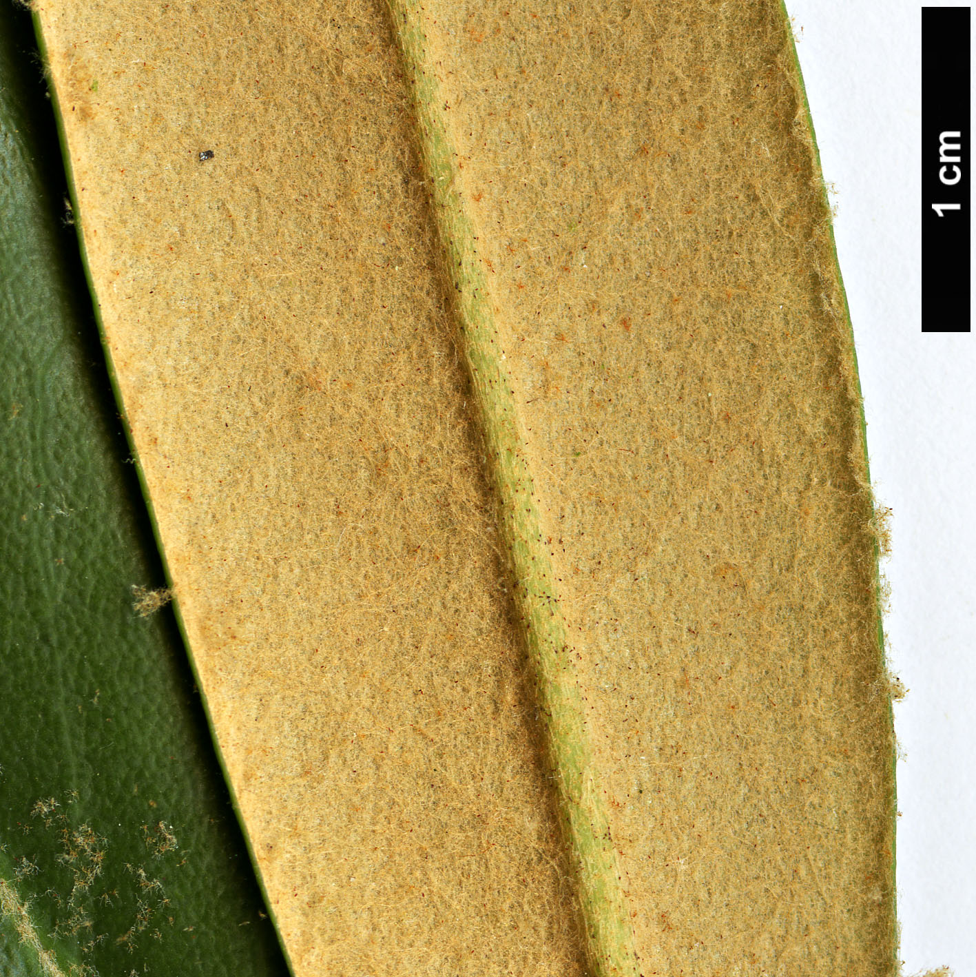 High resolution image: Family: Ericaceae - Genus: Rhododendron - Taxon: adenopodum