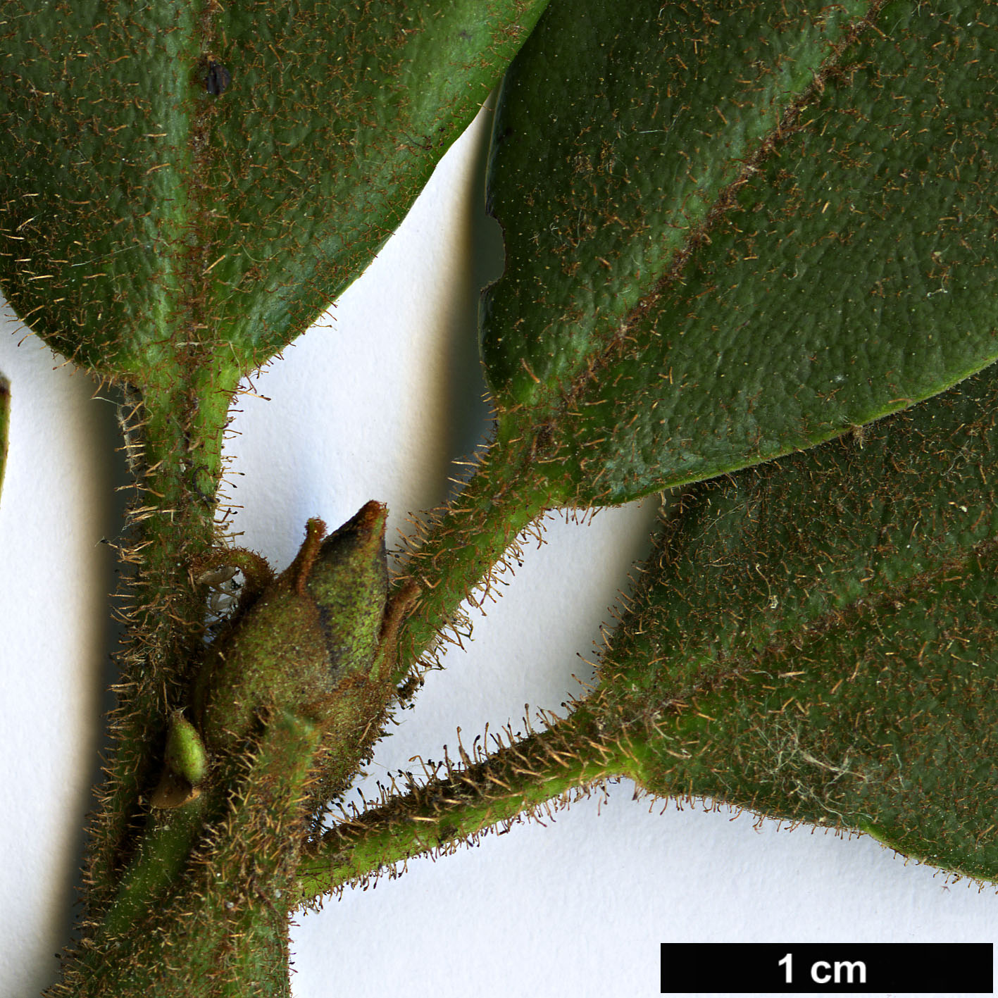High resolution image: Family: Ericaceae - Genus: Rhododendron - Taxon: adenosum