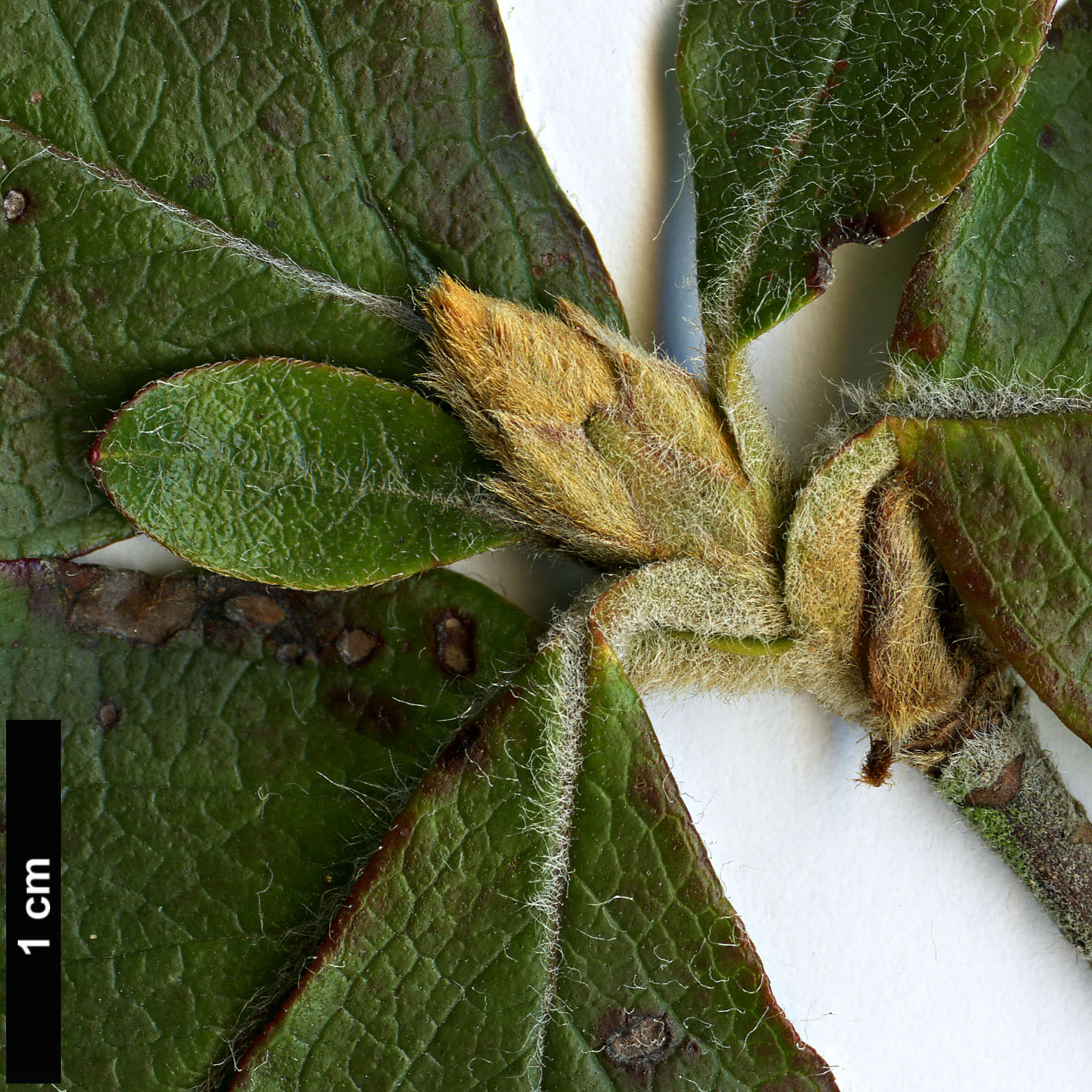 High resolution image: Family: Ericaceae - Genus: Rhododendron - Taxon: amagianum
