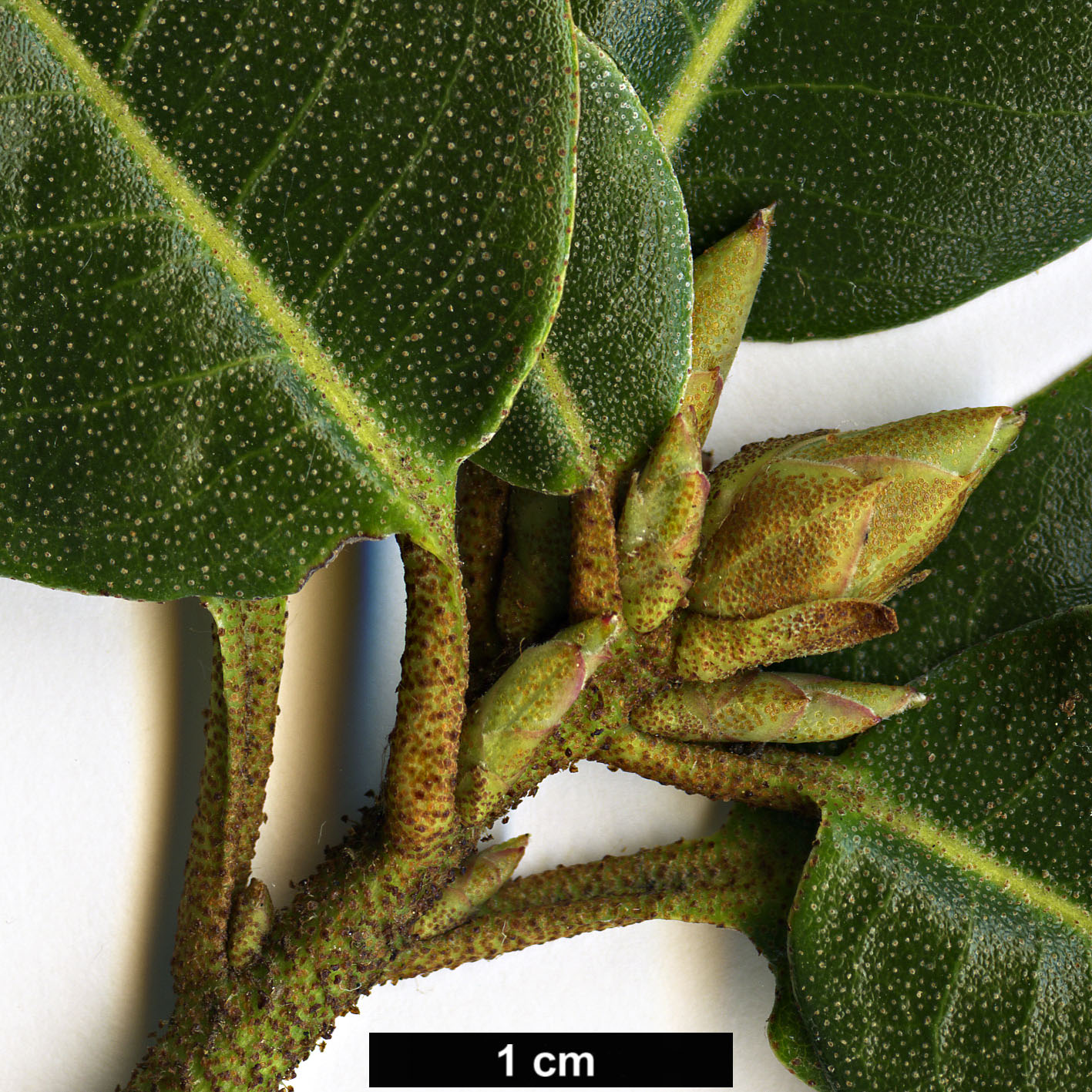 High resolution image: Family: Ericaceae - Genus: Rhododendron - Taxon: ambiguum
