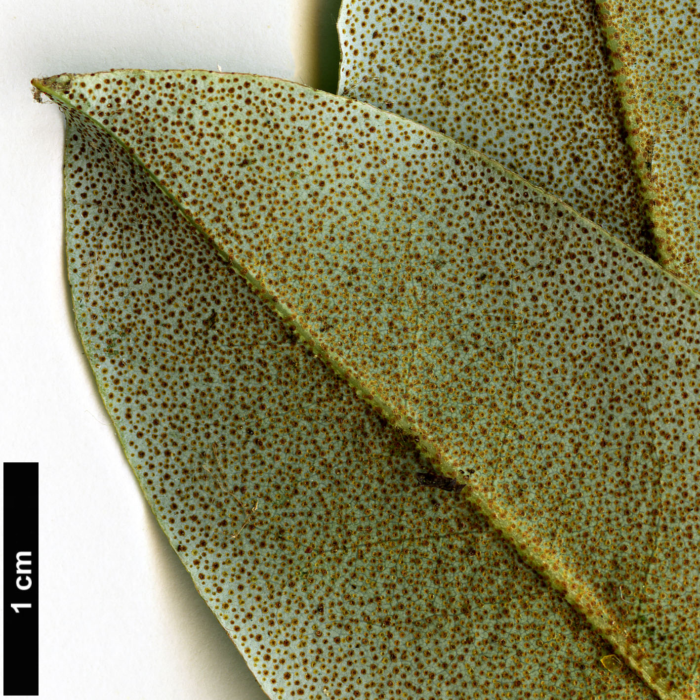 High resolution image: Family: Ericaceae - Genus: Rhododendron - Taxon: ambiguum