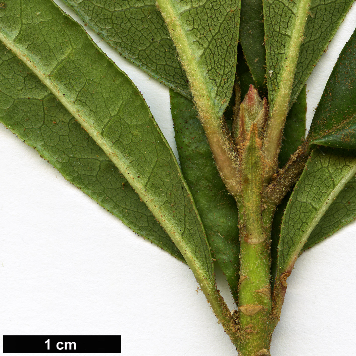 High resolution image: Family: Ericaceae - Genus: Rhododendron - Taxon: araiophyllum
