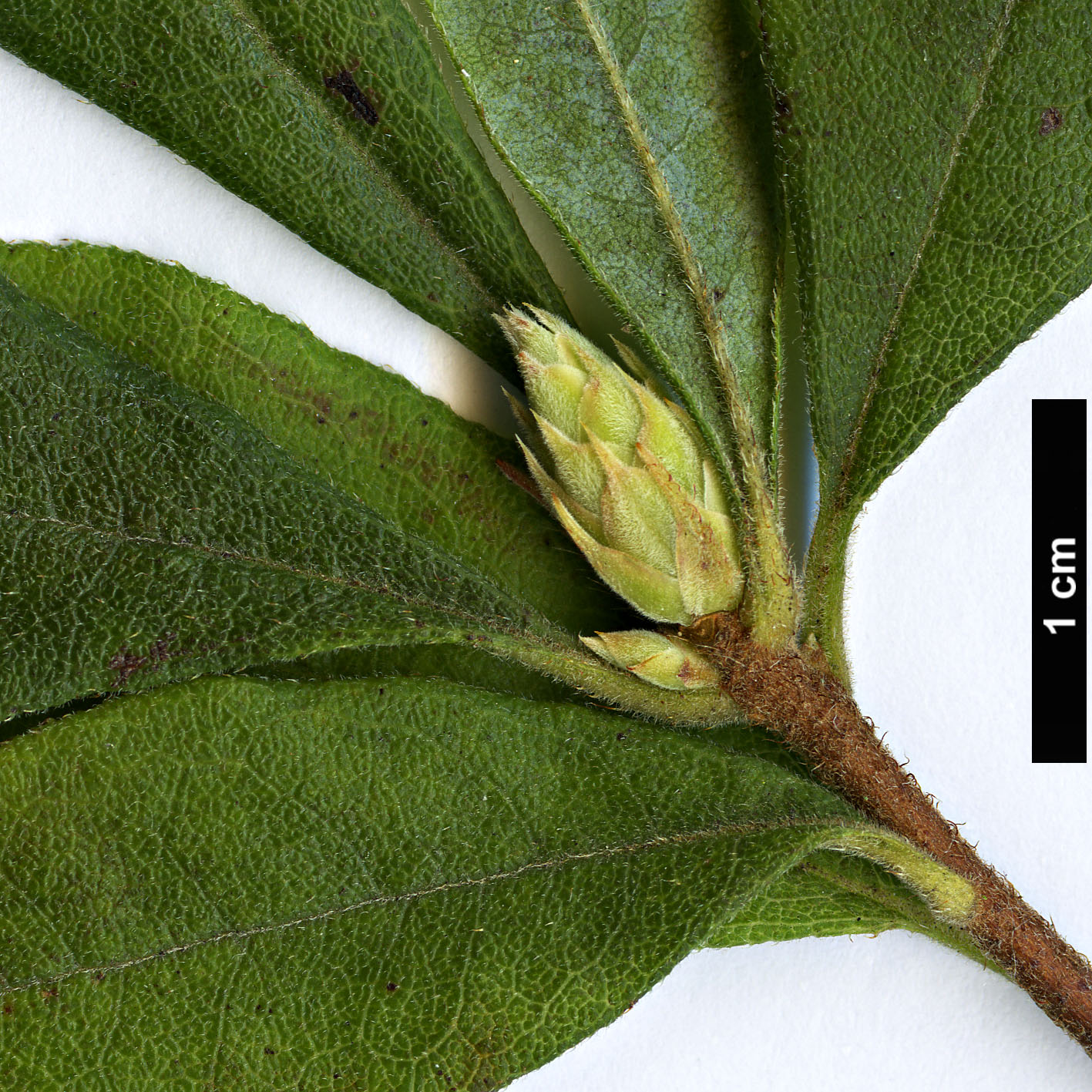 High resolution image: Family: Ericaceae - Genus: Rhododendron - Taxon: austrinum