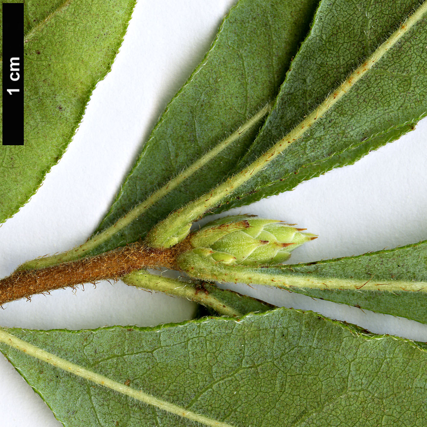 High resolution image: Family: Ericaceae - Genus: Rhododendron - Taxon: austrinum
